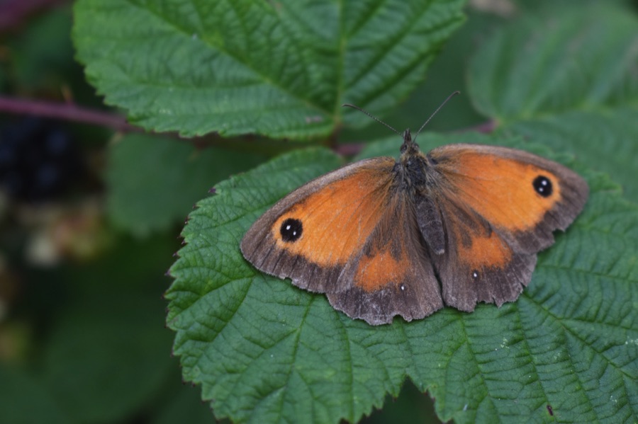Gatekeeper butterfly on a bramble leaf